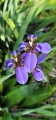 Trimezia coerulea