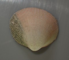 Pratulum pulchellum