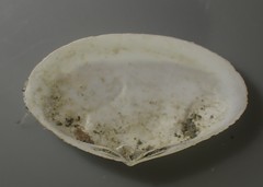 Scalpomactra scalpellum