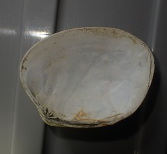 Venerupis largillierti