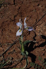 Moraea ciliata