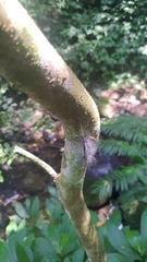 Chrysaeglia magnifica