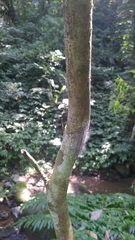 Chrysaeglia magnifica