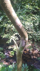 Chrysaeglia magnifica