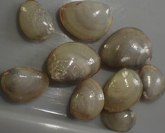 Nucula nitidula