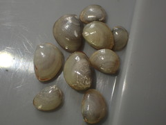 Nucula nitidula