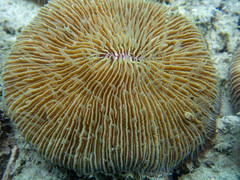Fungia fungites