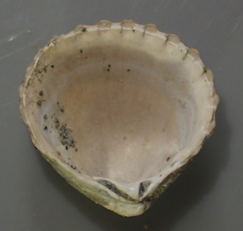 Pleuromeris zelandica, 2021-09-08