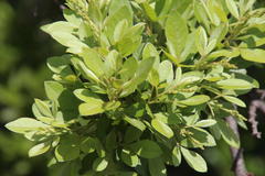 Searsia pyroides pyroides