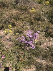 Calytrix glutinosa