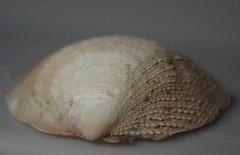Pratulum pulchellum