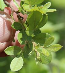 Searsia pyroides pyroides