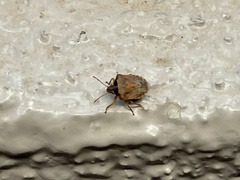 Dendrocoris contaminatus
