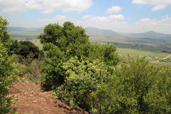 Searsia pyroides pyroides