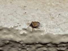 Dendrocoris contaminatus