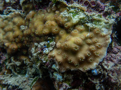 Echinopora