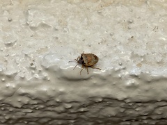 Dendrocoris contaminatus