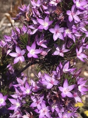 Calytrix glutinosa