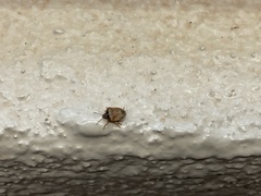 Dendrocoris contaminatus