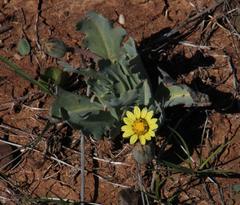 Othonna auriculifolia