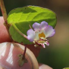 Diclis rotundifolia