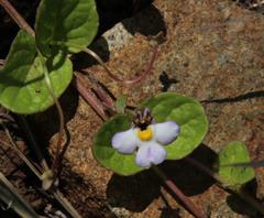 Diclis rotundifolia
