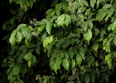 Dichapetalum