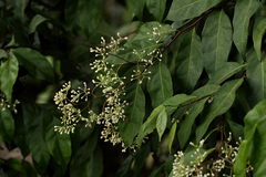 Dichapetalum