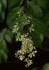 Dichapetalum