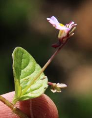 Diclis rotundifolia