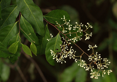 Dichapetalum