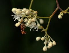 Dichapetalum