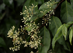 Dichapetalum