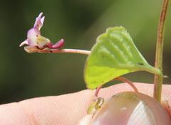 Diclis rotundifolia
