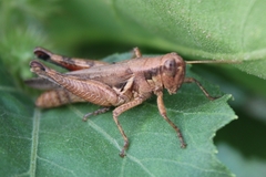 Melanoplus cinereus