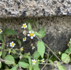 Galinsoga quadriradiata