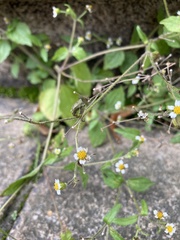 Galinsoga quadriradiata