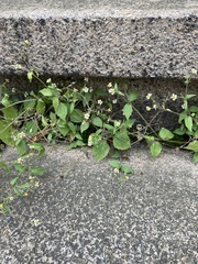 Galinsoga quadriradiata