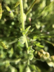 Plagiobothrys canescens