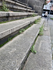 Galinsoga quadriradiata