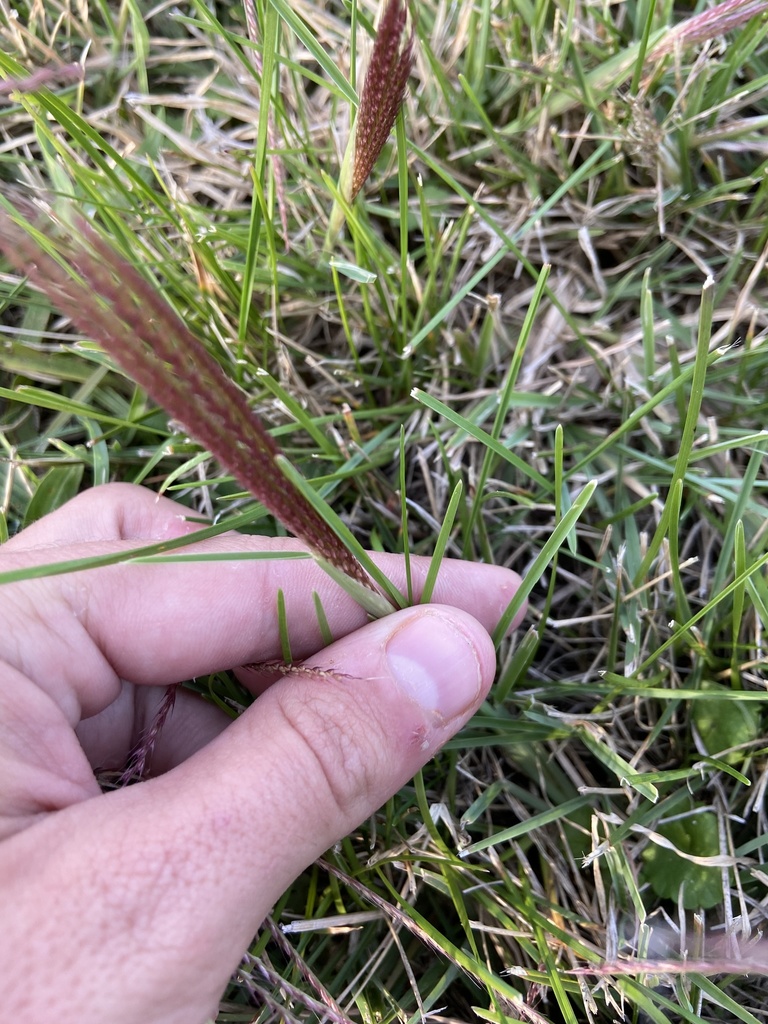 tumble windmillgrass from E University Ave, Champaign, IL, US on ...