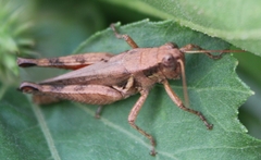 Melanoplus cinereus