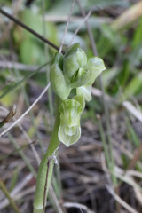 Pterostylis bicolor