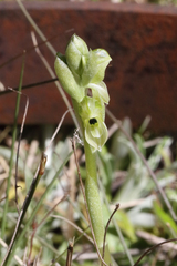 Pterostylis bicolor