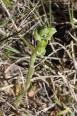 Pterostylis bicolor
