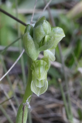 Pterostylis bicolor