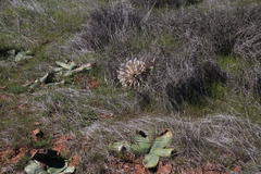 Brunsvigia bosmaniae