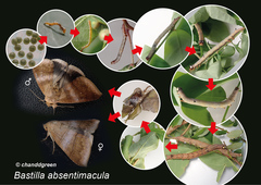 Bastilla absentimacula