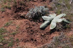 Brunsvigia bosmaniae