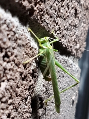 Insara elegans